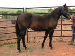 Paddys Gin Tango JW<br>AQHA 5538959